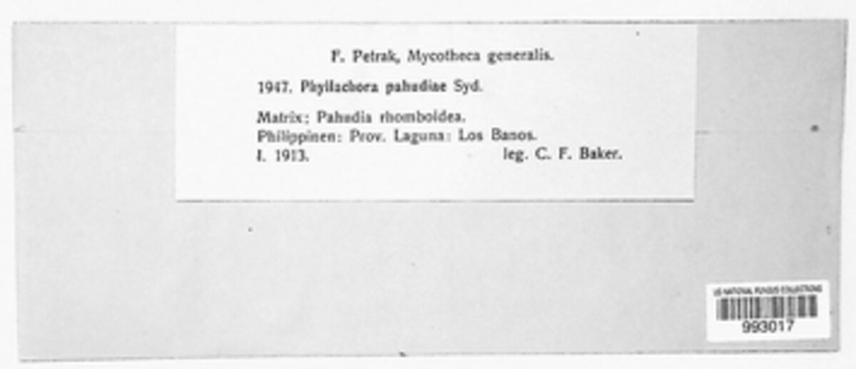 Phyllachora afzeliae image
